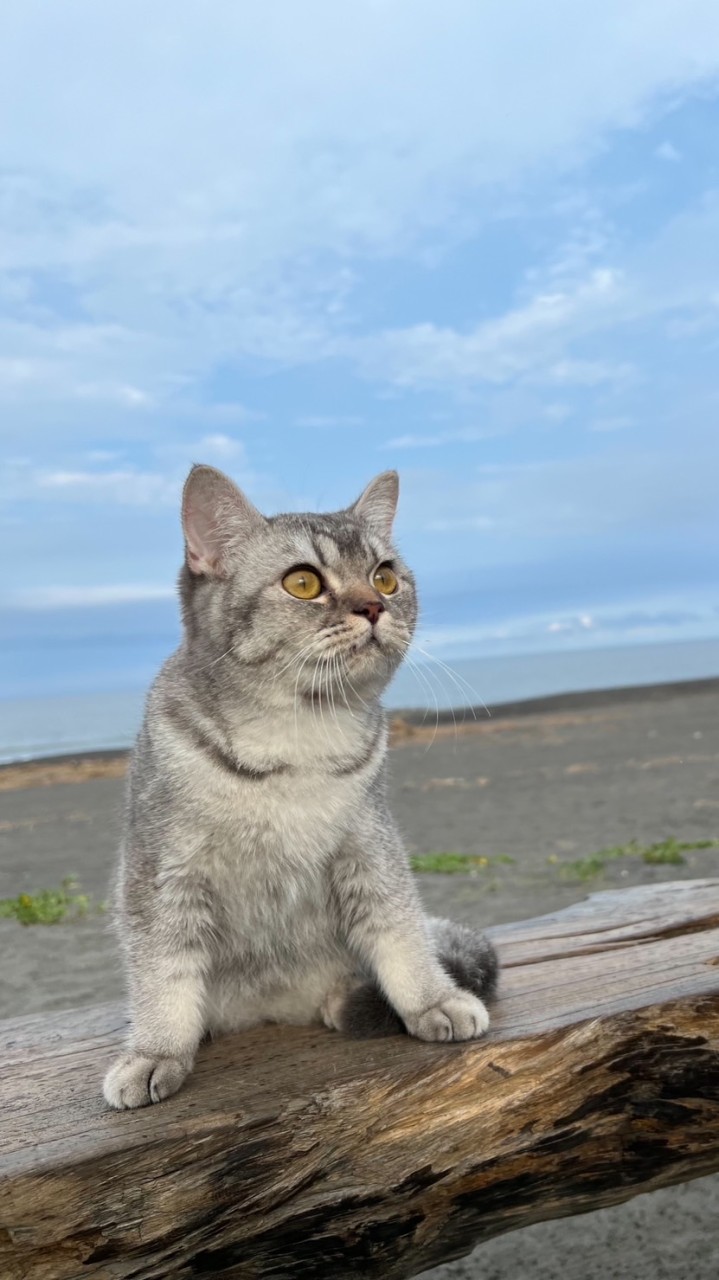 老黃貓舖