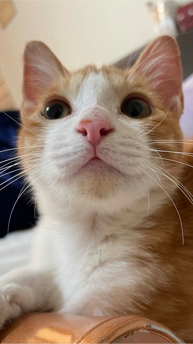脆花的腦袋們❤️