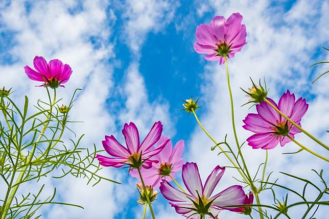 21愛戀關渡花現幸福 5公頃大片花海11 6起免費入場 台灣旅行趣 Line Today