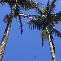 台灣友善綠聯盟社群企劃