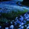 ネモフィラの咲く丘で~永遠の縁よ、ここに。~