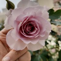 新竹玫瑰小花園