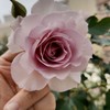 新竹玫瑰小花園