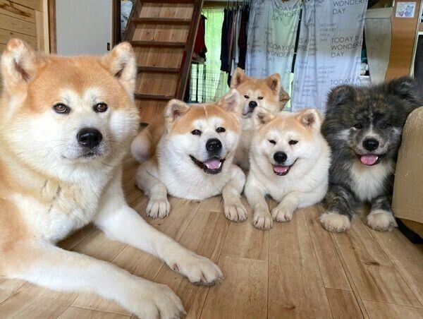 突然夕立 濡れるのが嫌いな柴犬 散歩拒否で 輸送状態