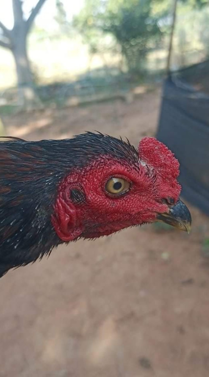🐓🐓 ซุ้มเหมือนฝัน 🐓🐓
