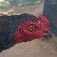 🐓🐓 ซุ้มเหมือนฝัน 🐓🐓