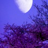 刀剣乱舞〜桜餅本丸〜