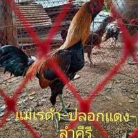 ซุ้มดอนเพ็ชร