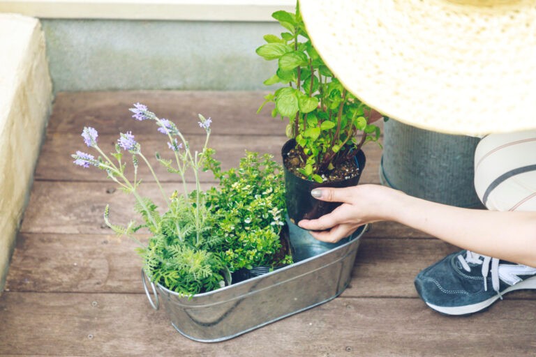 おうち時間に家庭菜園を始めよう プロが教える 初心者もできる簡単菜園づくりの基本