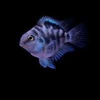 新竹水族