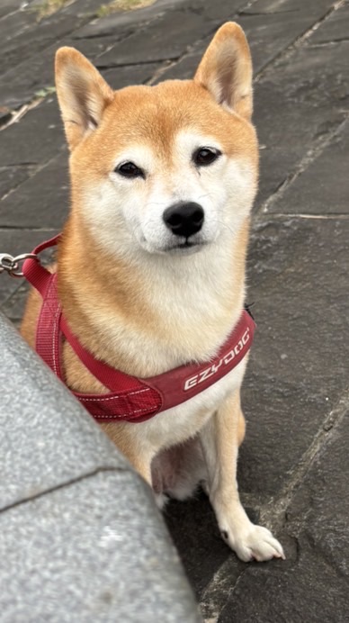 teddy、喬哥發大財