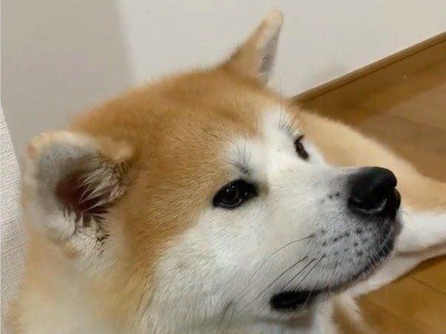 子犬の頃が恋しくて 秋田犬に思わずパパさんがしてしまう行動とは いぬのきもちnews