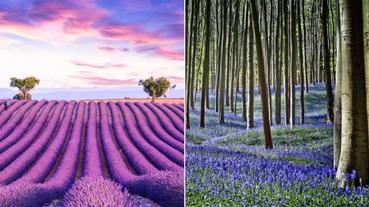 紫色風暴來襲！盤點全球「5個紫色迷幻仙境」，最近的竟然就在日本！