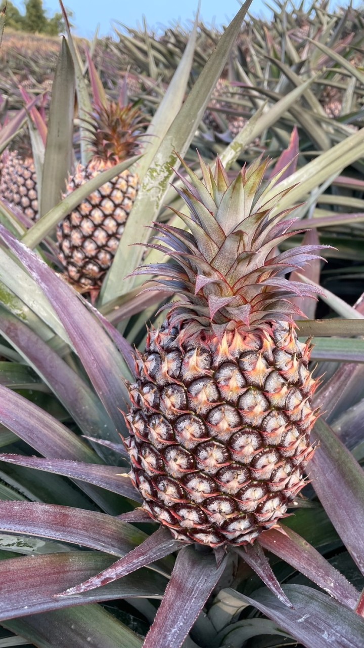 高雄大寮拷潭（陳家鳳梨🍍）