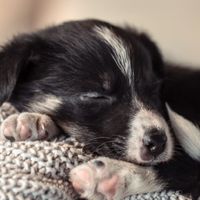 動物圖片🐶🐱🐮🐭🐹🦊