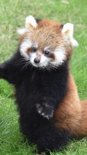 動物好きおいでー