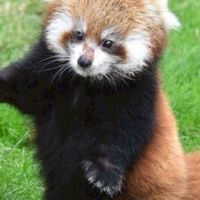 動物好きおいでー