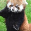 動物好きおいでー