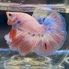 ช่องขายปลากัดสวยงามของเจริญสุขฟาร์ม🐠