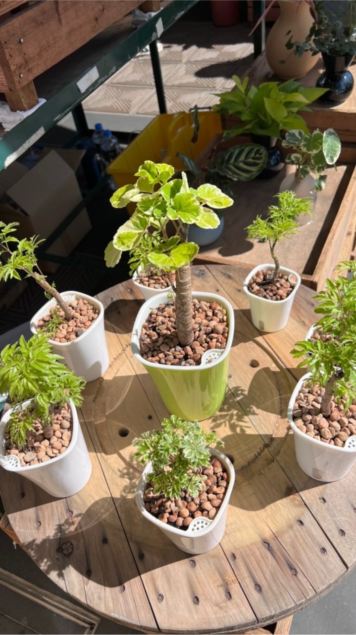 植物慢慢水培植物加蔓蔓綠手指營養液
