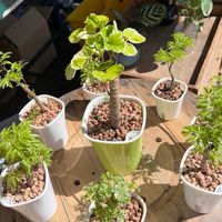 植物慢慢水培植物加蔓蔓綠手指營養液