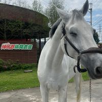 靝馬交流區