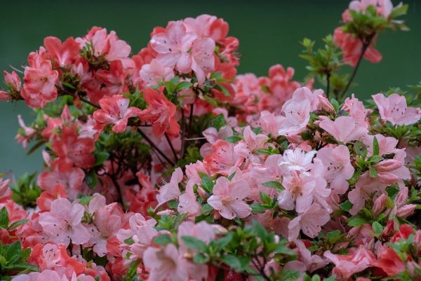 つづじとさつきの見分け方！春に咲くのはどっち？（HALMEK up）