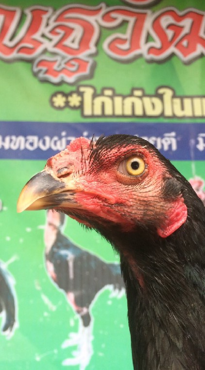 💢🥇ก๋อย+ง่อน.สามอ่าว🏆🏆🏆