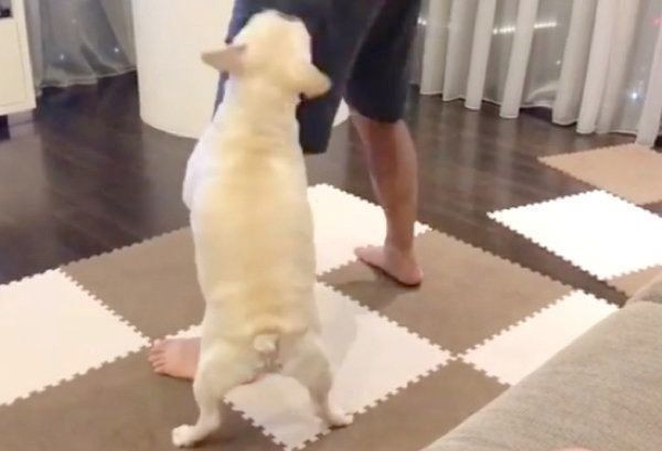 専属トレーナー 筋トレするパパをサポートする犬の姿とは