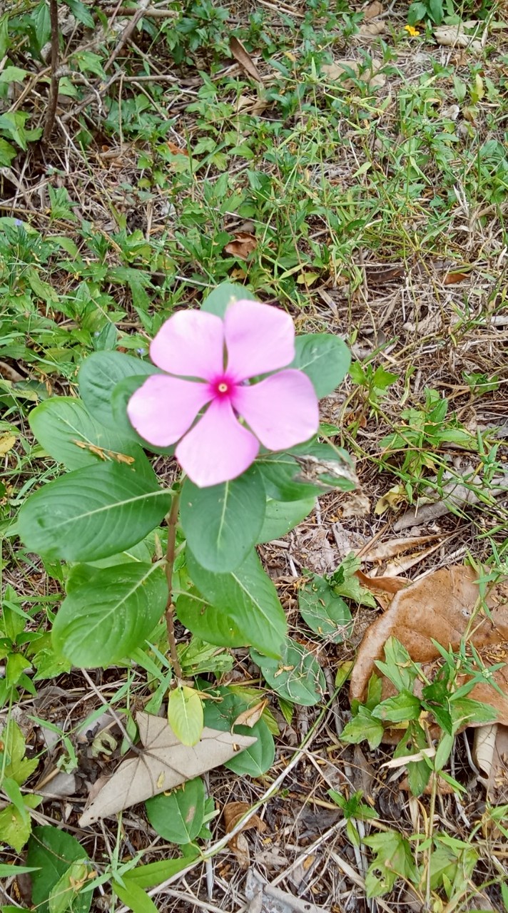 ป.5