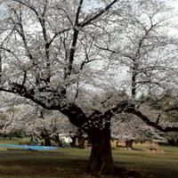 光ヶ丘チャット（光が丘、田柄等）