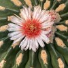 🌵 高橋玉 Takahashi Tama｜仙人掌・塊根｜專業討論與愛好者交流 🌱