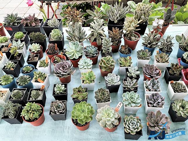 高雄景點 勞工公園假日花市高雄市區買蘭花 多肉 小盆栽 雞蛋花的好地方近捷運獅甲站3號出口 Aj的旅行地圖 走吧 讓我們旅行去
