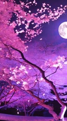 夜桜酒場