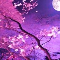 夜桜酒場