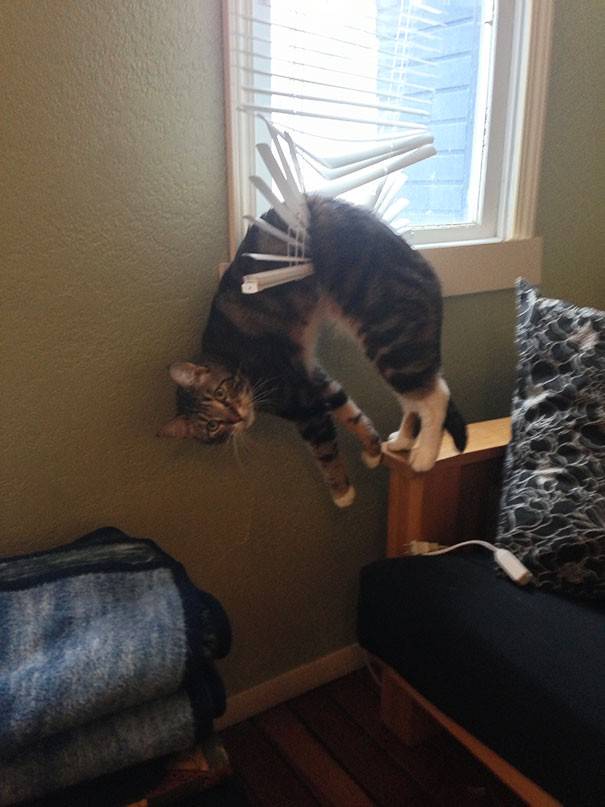 7 Foto Kesalahan Kucing Ini Bisa Membuat Para Pecinta Kucing Tertawa Lepas