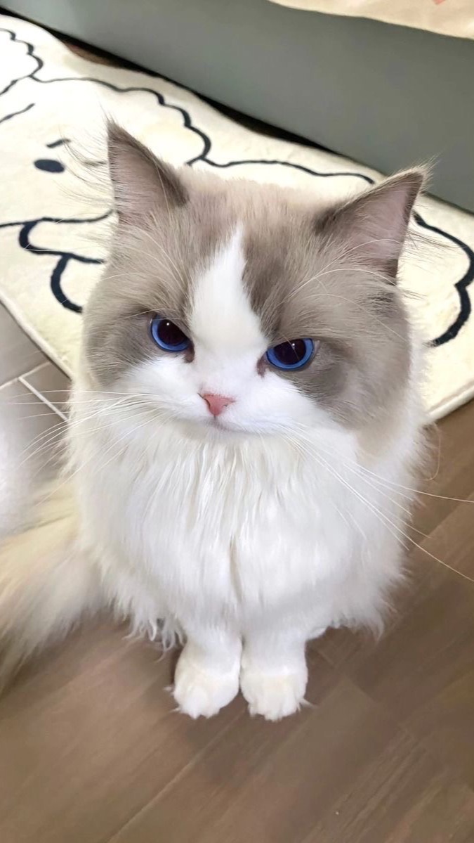 🐱GALAXY CAT🐱