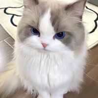 🐱GALAXY CAT🐱