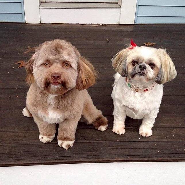 Anjing Pudel Viral Karena Berwajah Mirip Manusia Lucu Ya