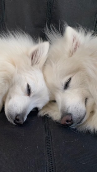 壁紙争奪用写真投稿部屋（🐶ワンワンッ！🐶）