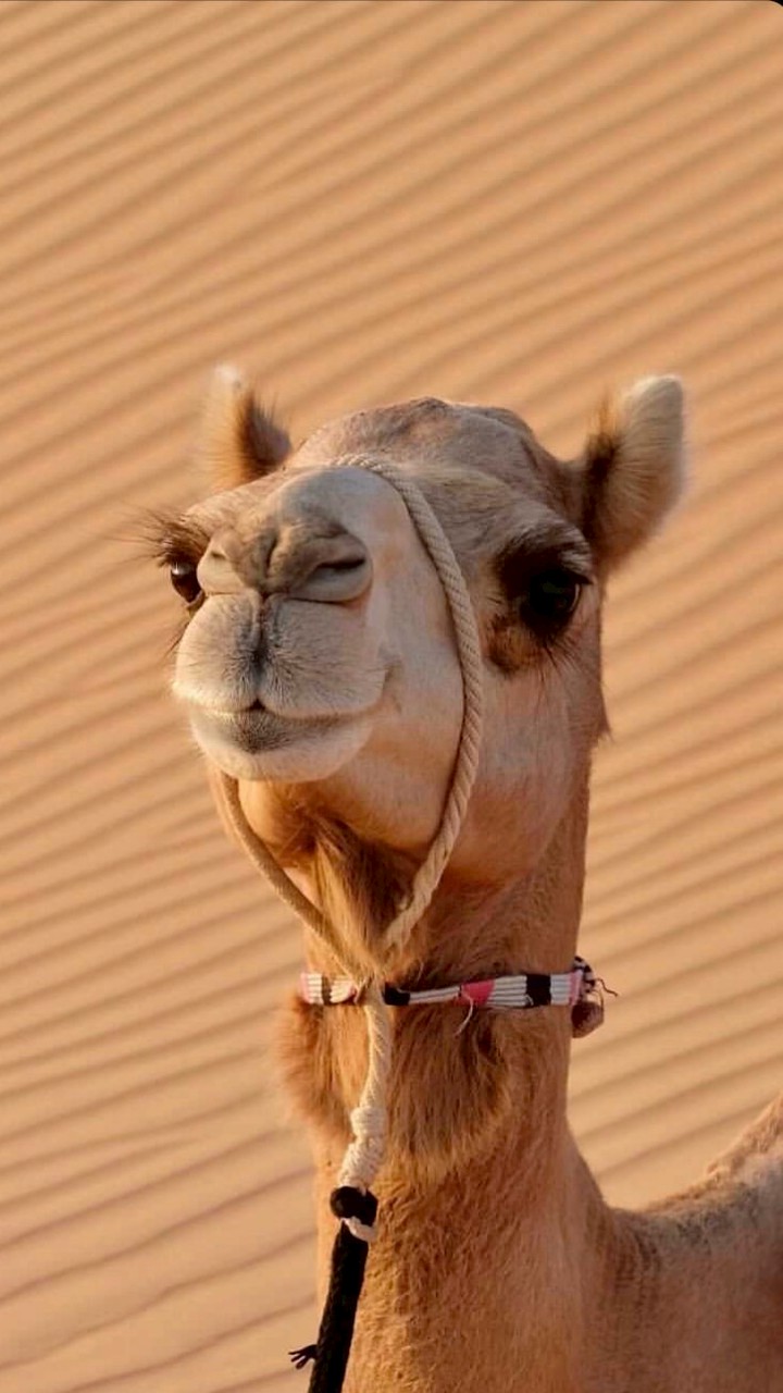 🐪キャメラーの部屋🐪