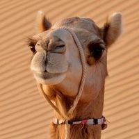 🐪キャメラーの部屋🐪
