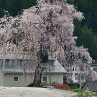 堀之内区　連絡網