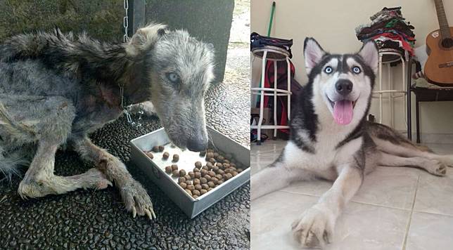 Husky terlantar hingga tinggal tulang, dirawat pria Bali 10 bulan cakep lagi