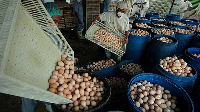 Harga Telur Anjlok Karena Permintaan Nihil Dari Jabodetabek Peternak Panik Tempo Co Line Today