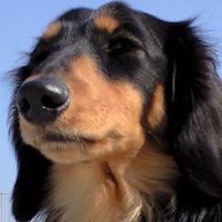 現役動物看護師と学生の座談会