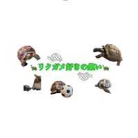 リクガメ好きの会【リクカフェ☕️🐢】