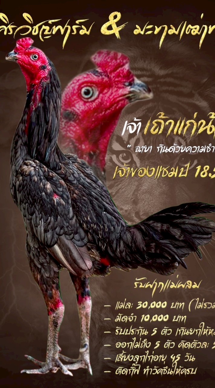 ฝากผสม เถ้าแก่น้อย ดาราฉาย มะขามเฒ่าฟาร์ม