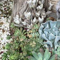 中和永和植物交流群