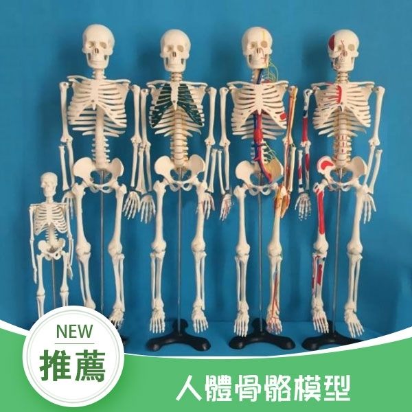 店長推薦▶45CM 85cm人體骨骼模型 可活動醫用教學模型有支架 骨架模型